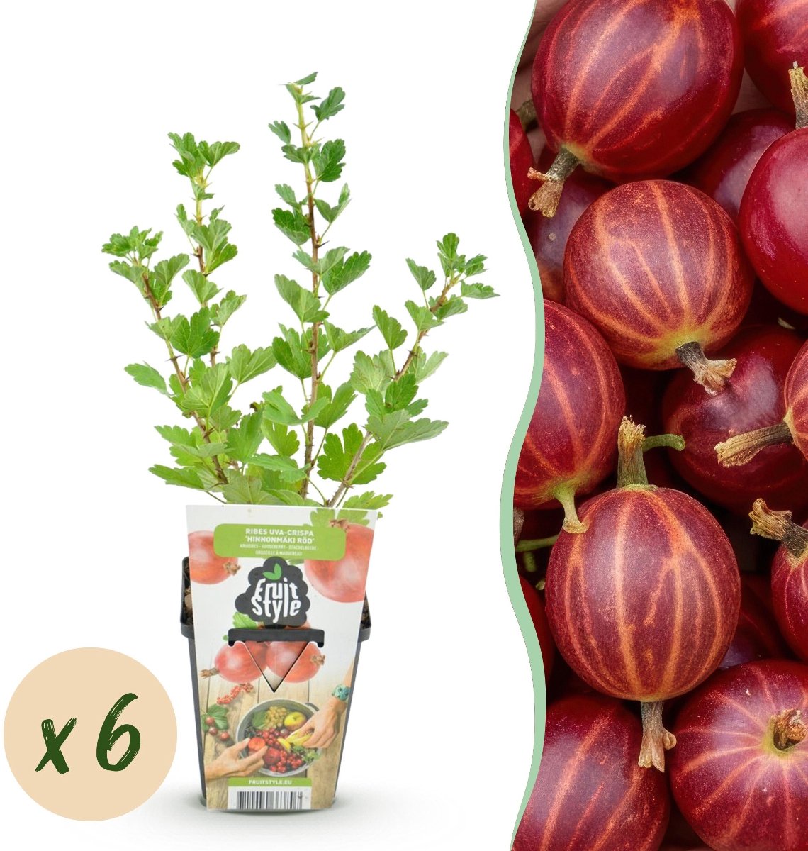 Green boutiQ - Fruitplanten - Kruisbes - Ribes uva-crispa Hinnonmaki Rod - Winterhard - 6 Planten - Pot 9 cm - Rode Bes