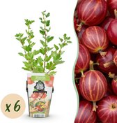 Green boutiQ - Fruitplanten - Kruisbes - Ribes uva-crispa Hinnonmaki Rod - Winterhard - 6 Planten - Pot 9 cm - Rode Bes