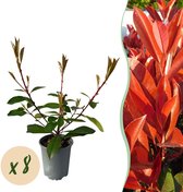 Haagplanten - Photnia fraseri Red Robin - blad rood groen - 8 planten - 1 strekkende meter - groenblijvend - pot 9cm hoogte 30-35cm