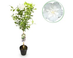 Green boutiQ - Tuinplant - Hibiscus syriacus White Chiffon® - Plant op stam - Terras Plant - Bladverliezend - Weinig Onderhoud - Pot 19cm Hoogte 90cm