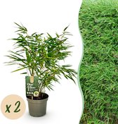 Green boutiQ - Bamboe - Fargesia rufa - Groen - 2 Planten - Bladhoudend - Niet Woekerend- Pot 17cm Hoogte 60cm