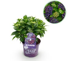 Green boutiQ - Terrasplant - Hortensia - Hydrangea Forever & Ever - Paars - 7-12 Bloemen - Pot 23cm Hoogte 55cm