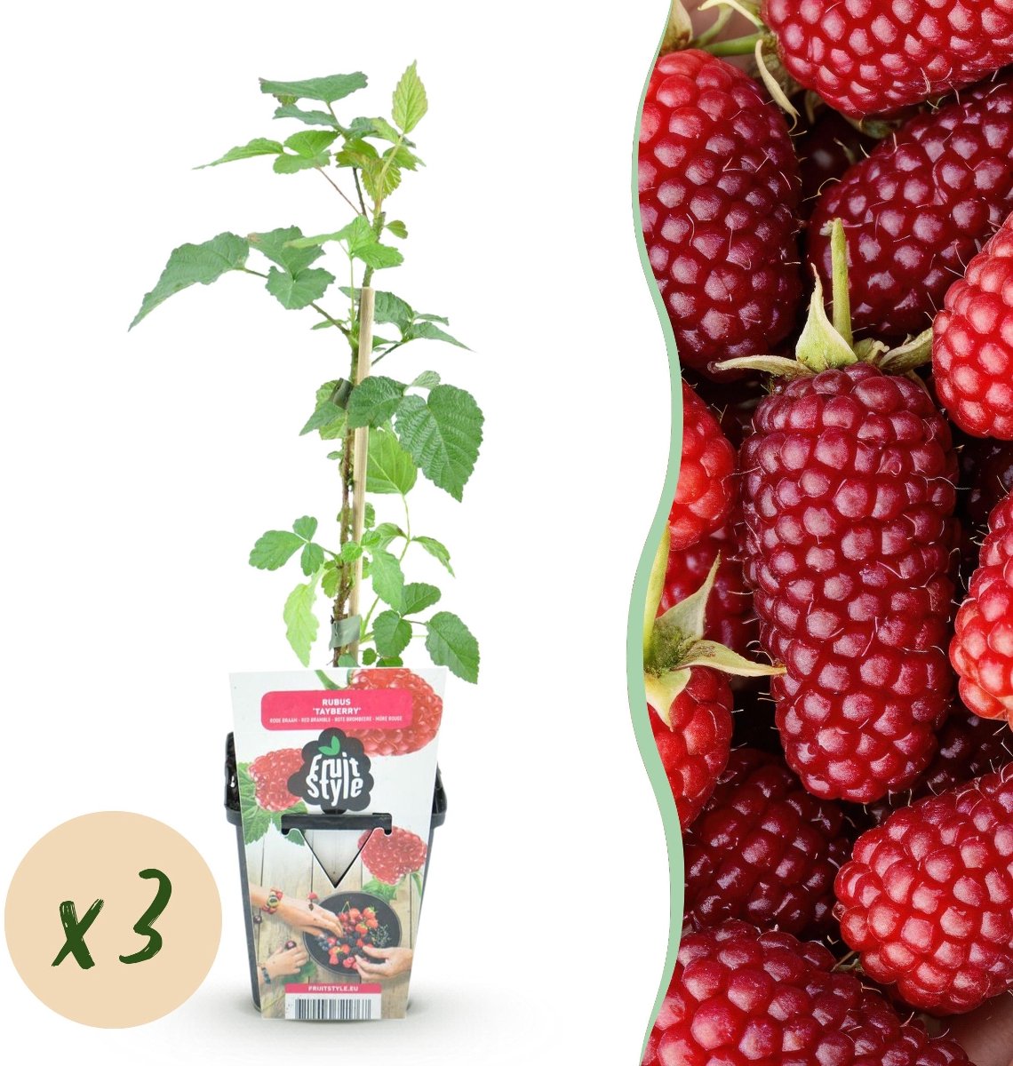 Green boutiQ - Fruitplanten - Taybes - Rubus Tayberry - Winterhard - 3 Planten - Pot 9 cm - Rode Vrucht
