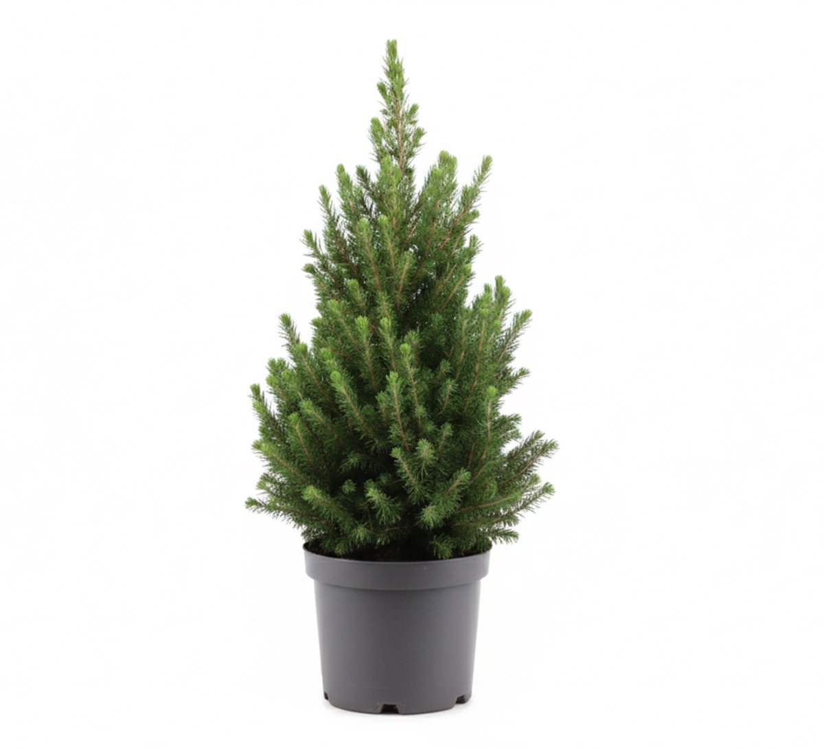 Bloomique - Picea Glauca December - Mini Kerstboom - Dwerg Spar - Kerstdecoratie - Voor Binnen en Buiten - Winterhard - Wintergroen - Hoogte 40-60 cm - Pot 19 cm