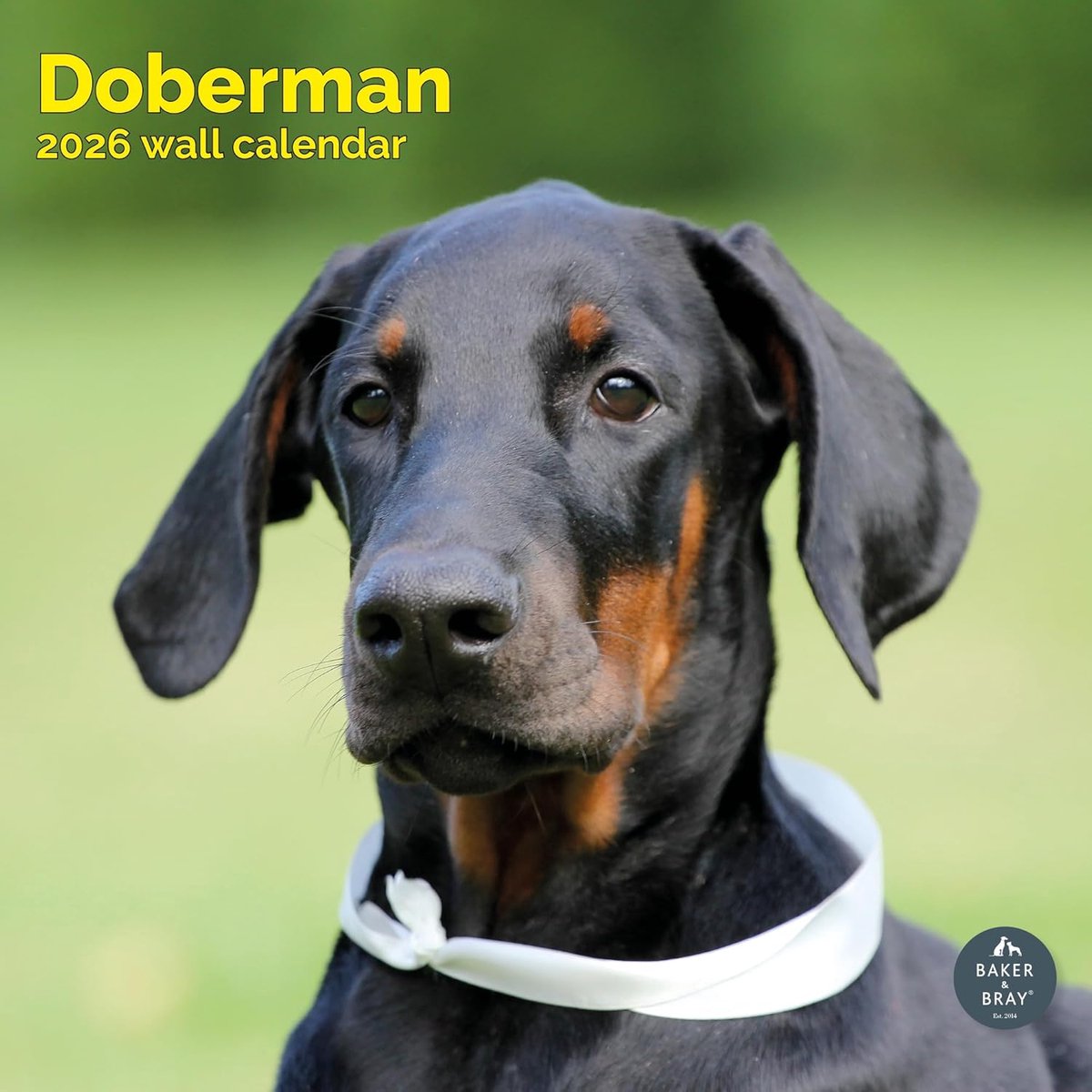 Dobermann Kalender 2027