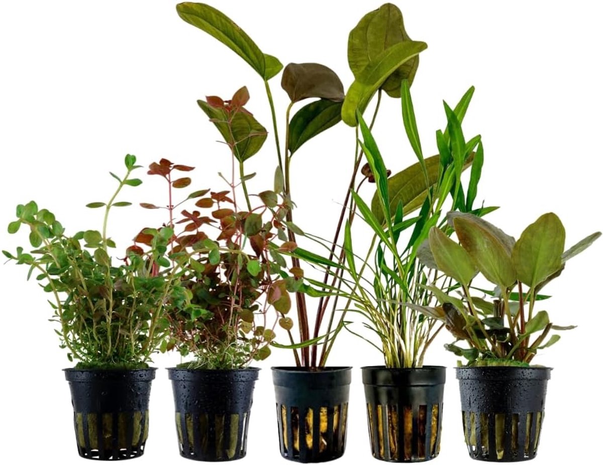 AquaOne Aquariumplanten I 5x Waterplanten I Kleurrijke Aquariumplanten I Echinodorus Cryptocoryne Rotala I Set met 5 prachtige kleurrijke aquariumplanten in potten