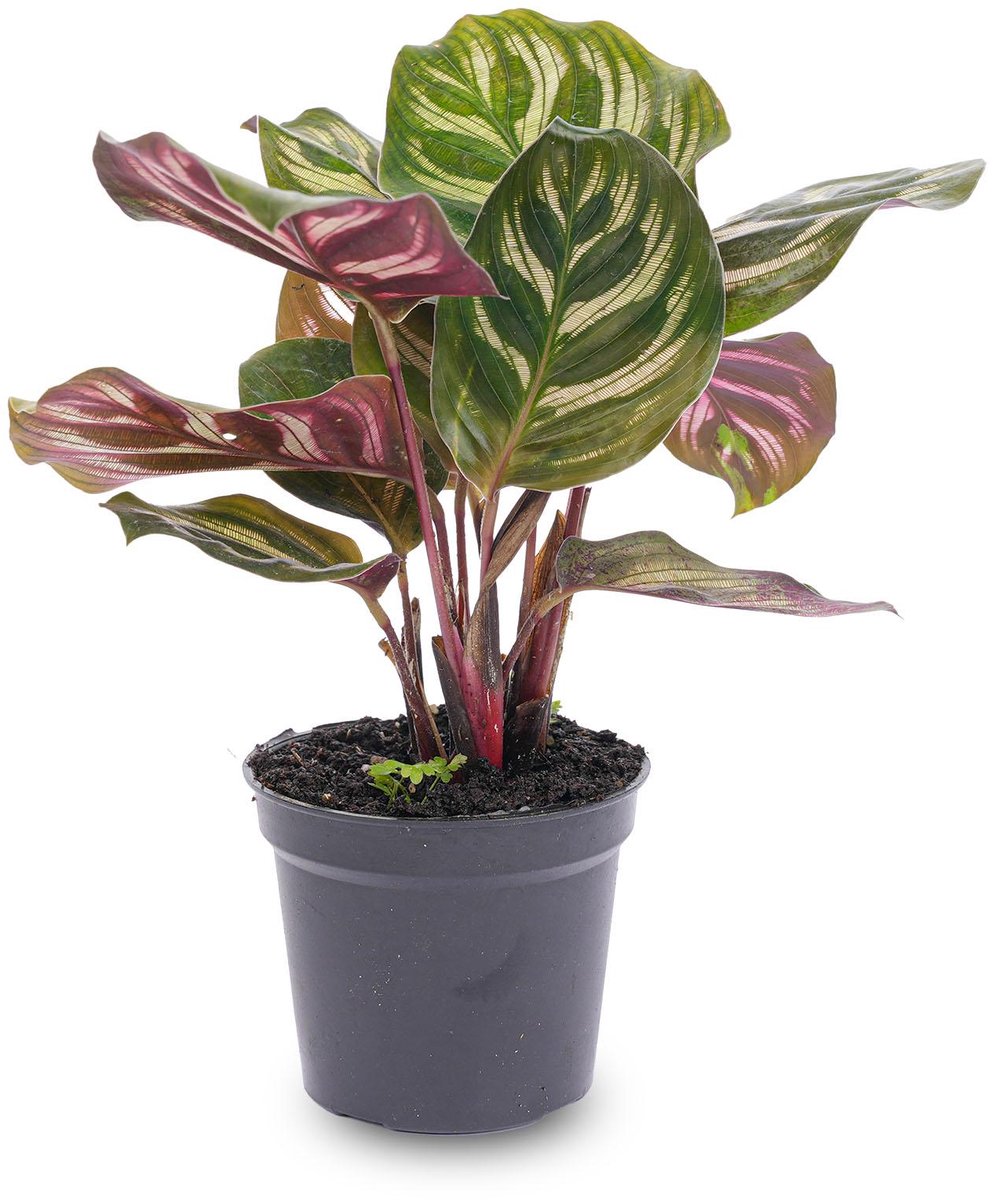 Calathea Makoyana - Pauwenplant - Terrarium plant