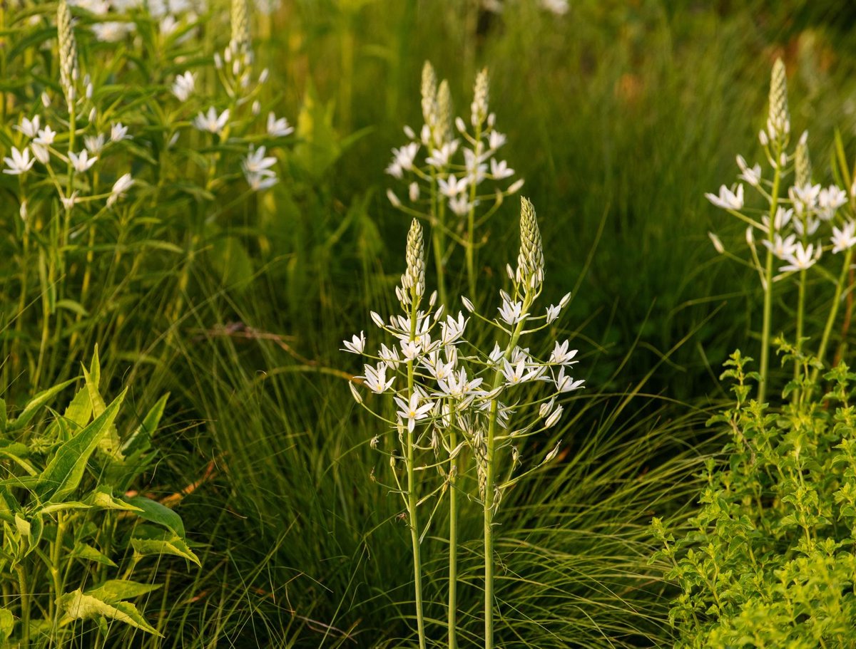 8x Vogelmelk 'Ornithogalum ponticum sochi' - BULBi® Bloembollen met bloeigarantie