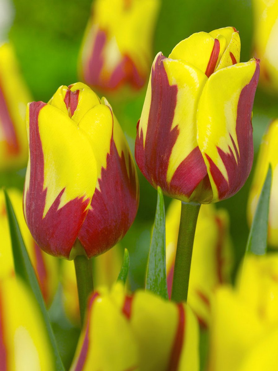 15x Tulpen 'Helmar' - BULBi® Bloembollen met bloeigarantie
