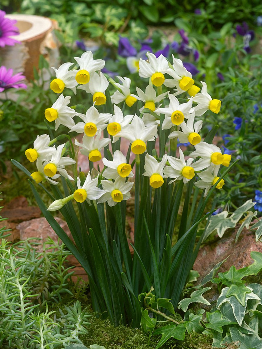 25x Narcissen 'Canaliculatus' - BULBi® Bloembollen met bloeigarantie
