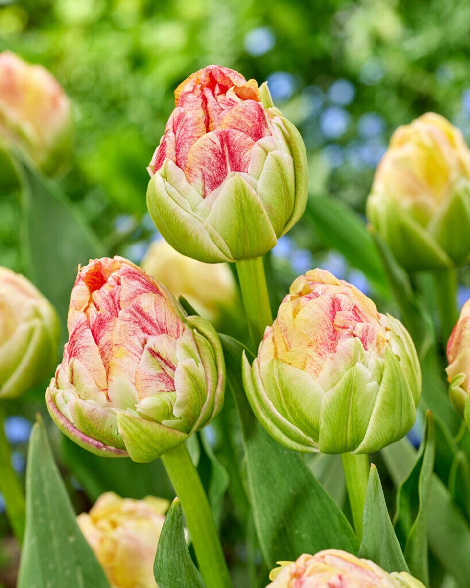 10x Tulpen 'Sprinkle dip' - BULBi® Bloembollen met bloeigarantie