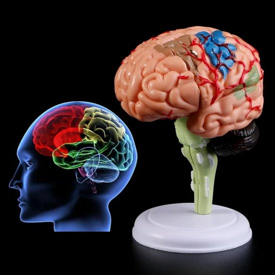 Anatomie du cerveau 4D - Modèle Anatomie - Anatomie du Cerveau - Le corps humain