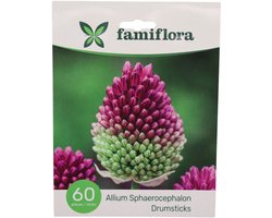 Famiflora Allium Sphaerocephalon - Voorjaarsbloeiers - 60 bloembollen - Elegante kogelvormige bloemen die je tuin direct verfijnd en levendig maken
