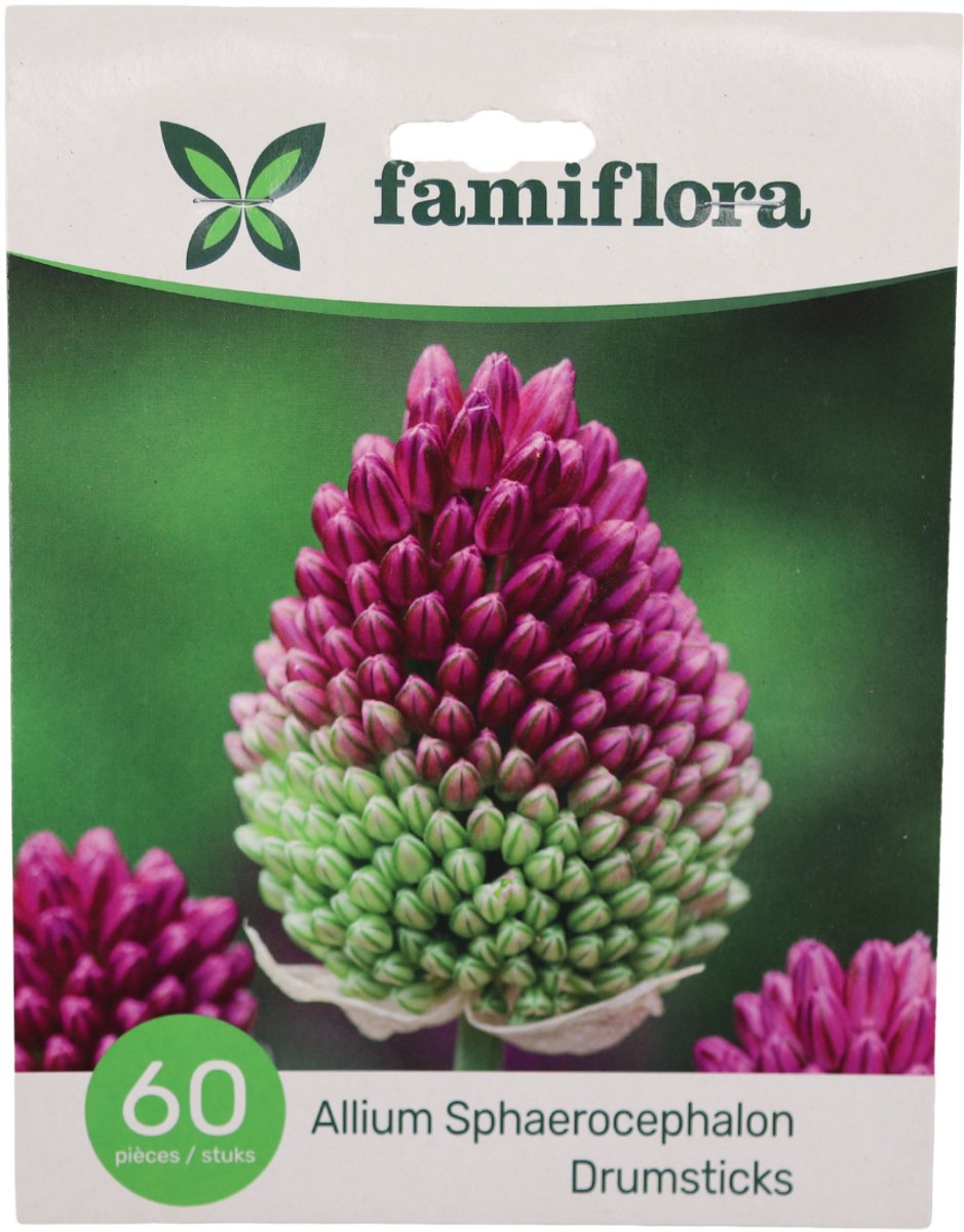 Famiflora Allium Sphaerocephalon - Voorjaarsbloeiers - 60 bloembollen - Elegante kogelvormige bloemen die je tuin direct verfijnd en levendig maken