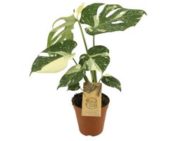 JUNAVERA Monstera deliciosa ‘Thai Constellation’ | 12 cm pot | 50 cm hoog