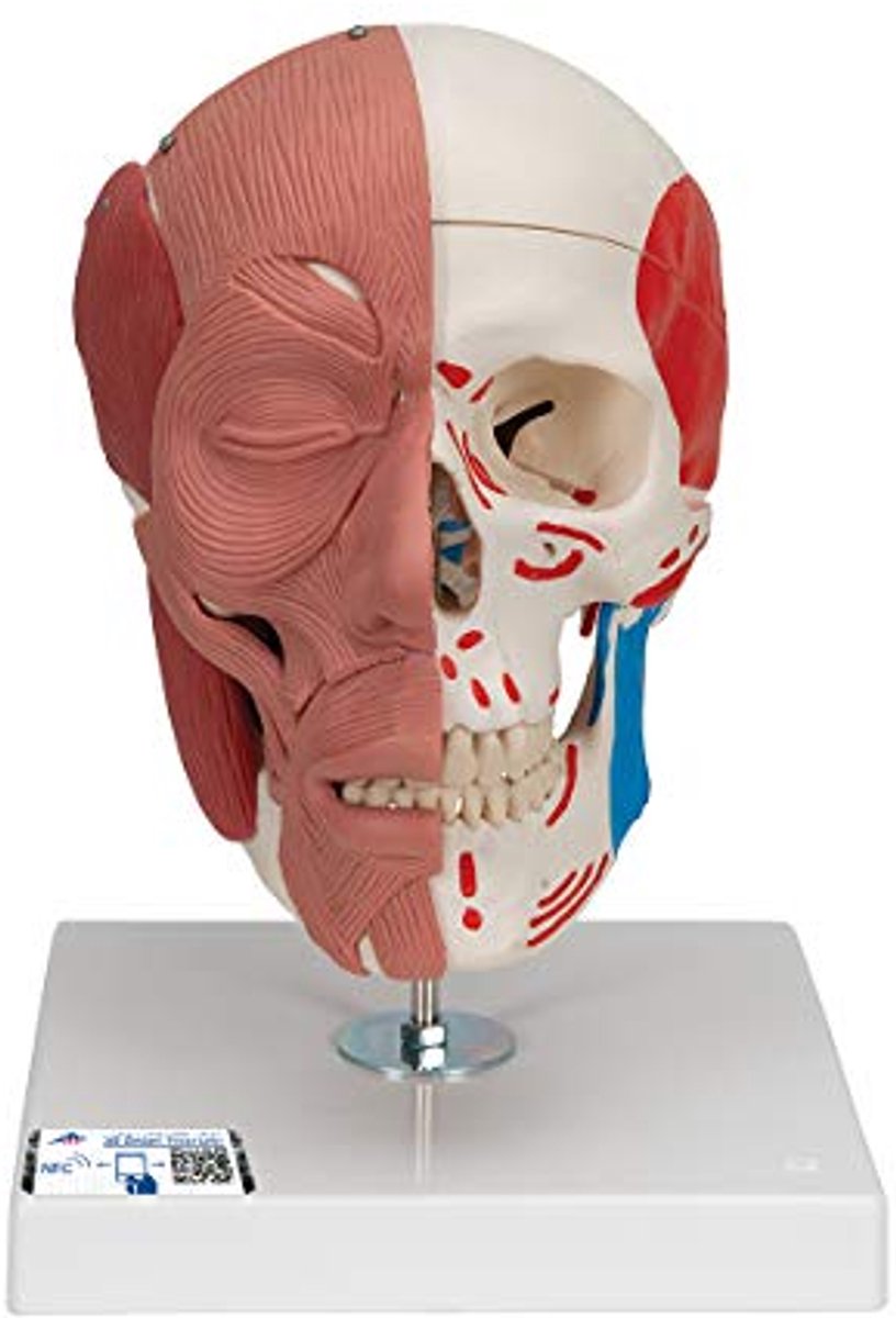Menselijk Anatomie Model met Gezichtsspieren en Gratis Anatomie App