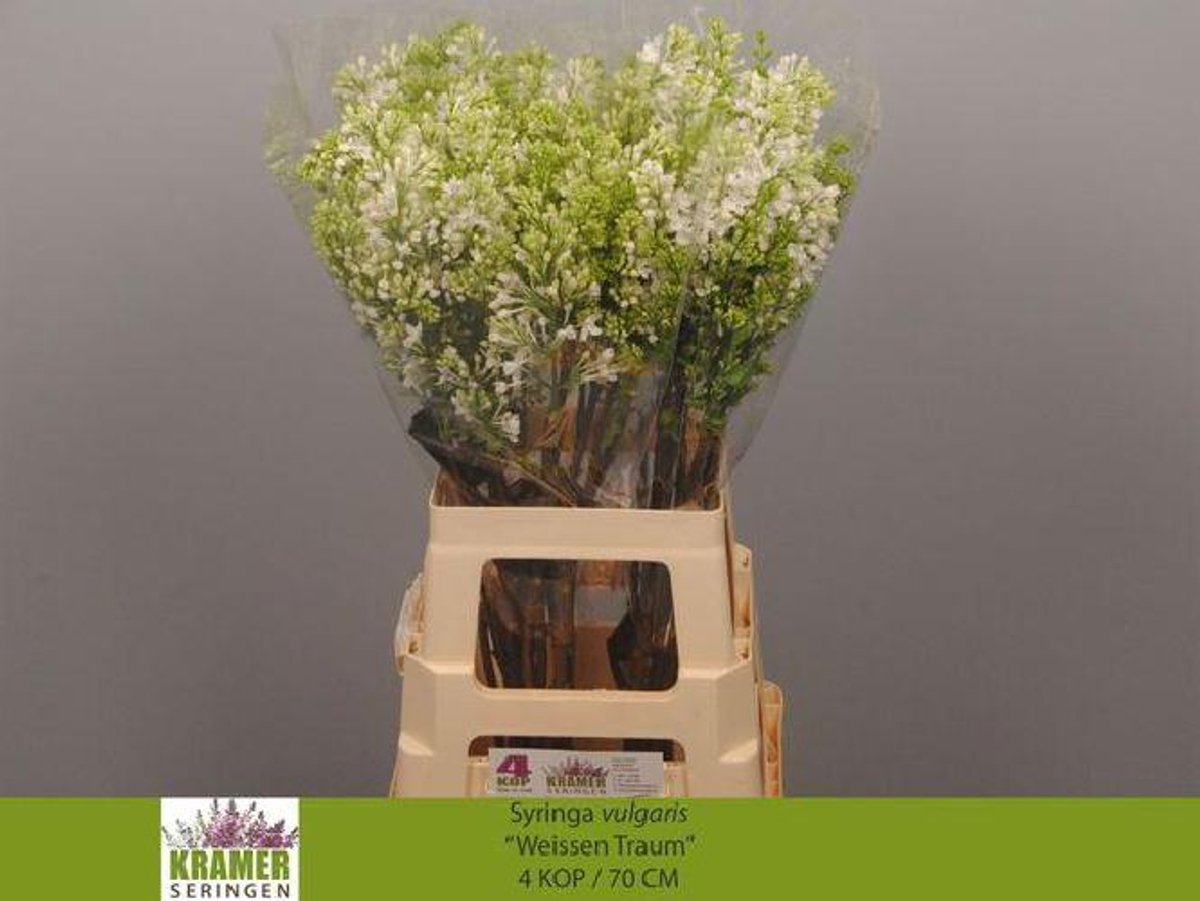 10x Syringa engler weissen traum 70cm
