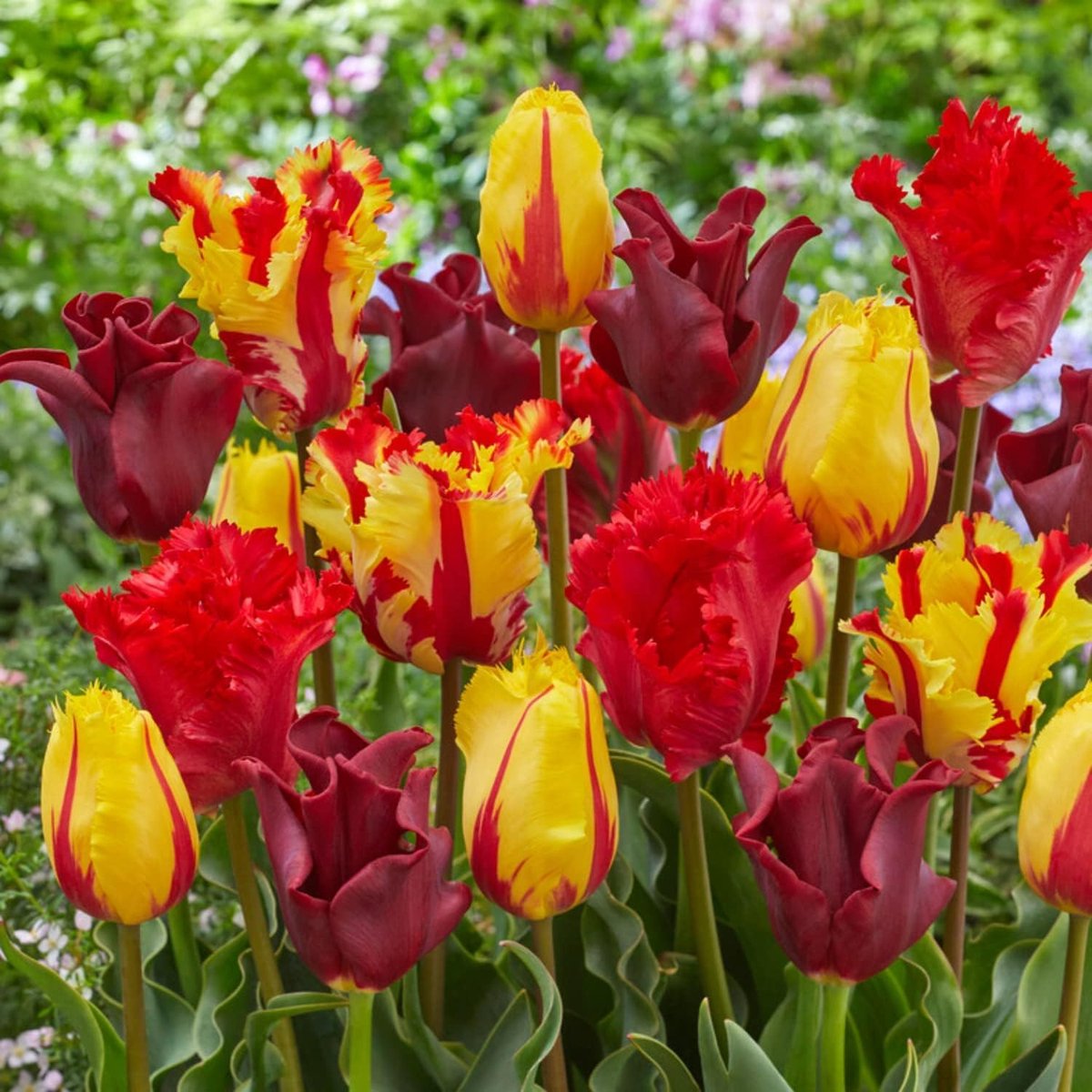 Tulpen Bloembollen Winterhard - Rood & Geel Mix - 20 stuks - Rood & Geel - Bloem Bollen Mix - Tulpenbollen Meerjarig