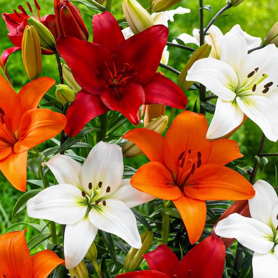 Boeket lelies in rood, oranje en wit met groene bladeren.