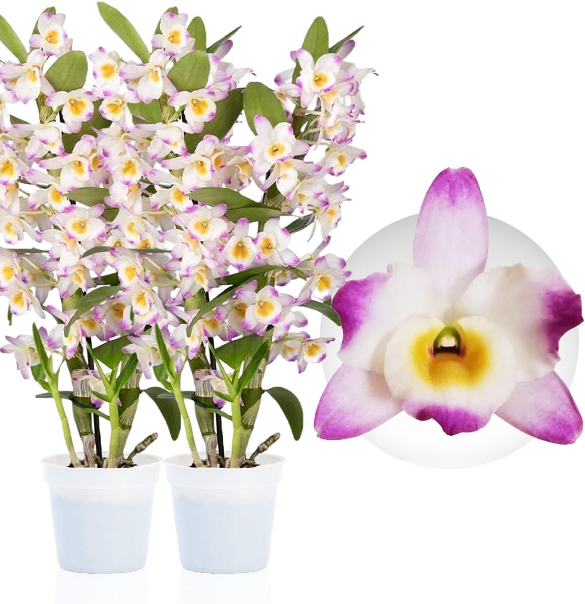 Dutch Bulbs Orchidee plant - Bambus Dendrobium Nobile - Pink Passion - Kamerplant voor binnen - 2 stuks - Geel - Binnenplant