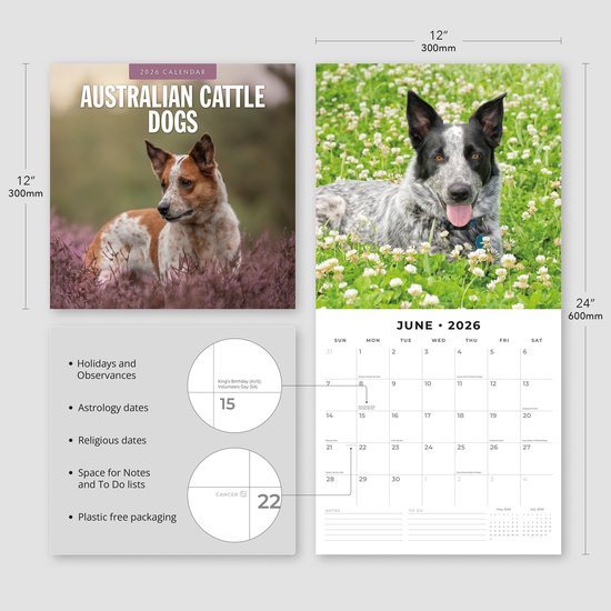 Calendrier 2026 des bouviers Australian
