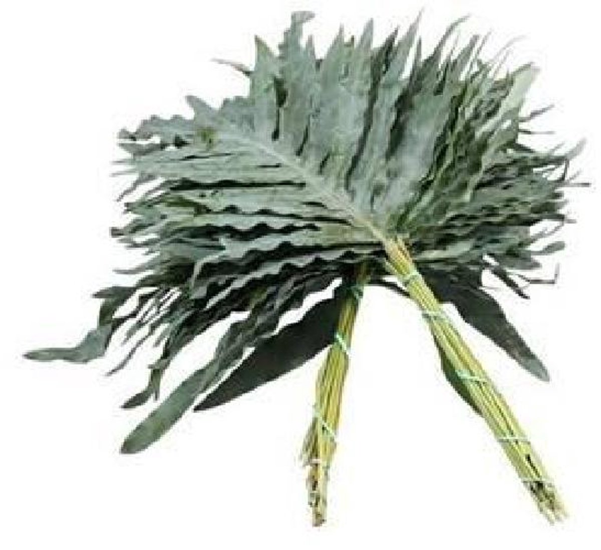 5x Sg phlebodium a.blue star 40cm