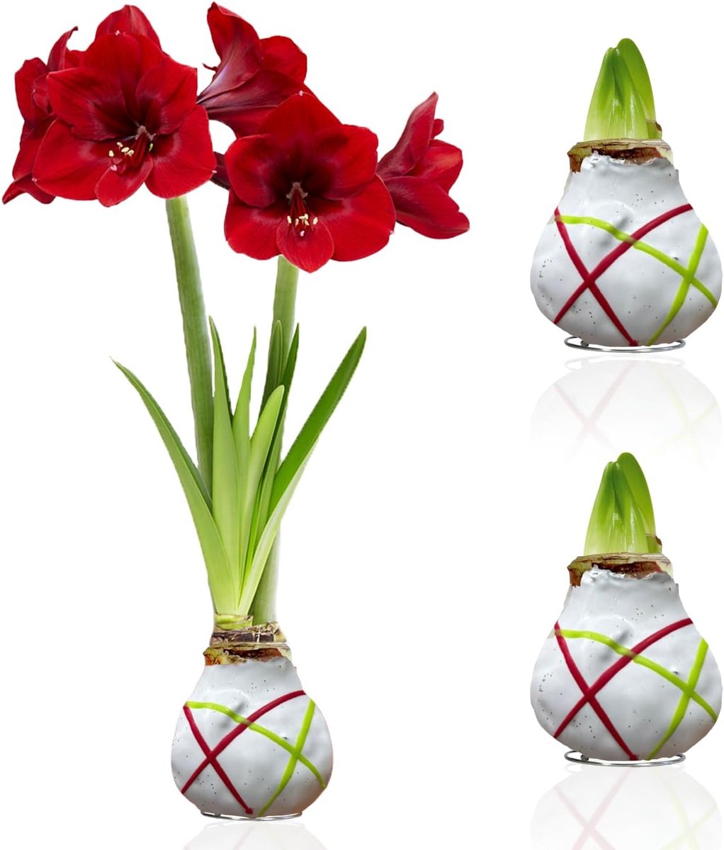 Amaryllis Bollen in Wax - Striped White - Bloembollen - 2 stuks - Bloem bollen - No Water Flower