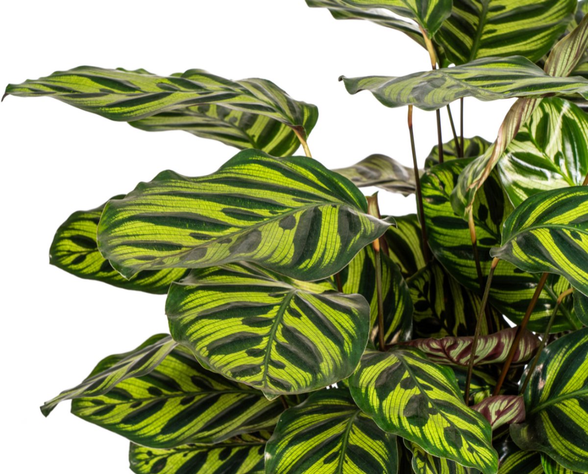 Calathea Makoyana Ø27cm - 60