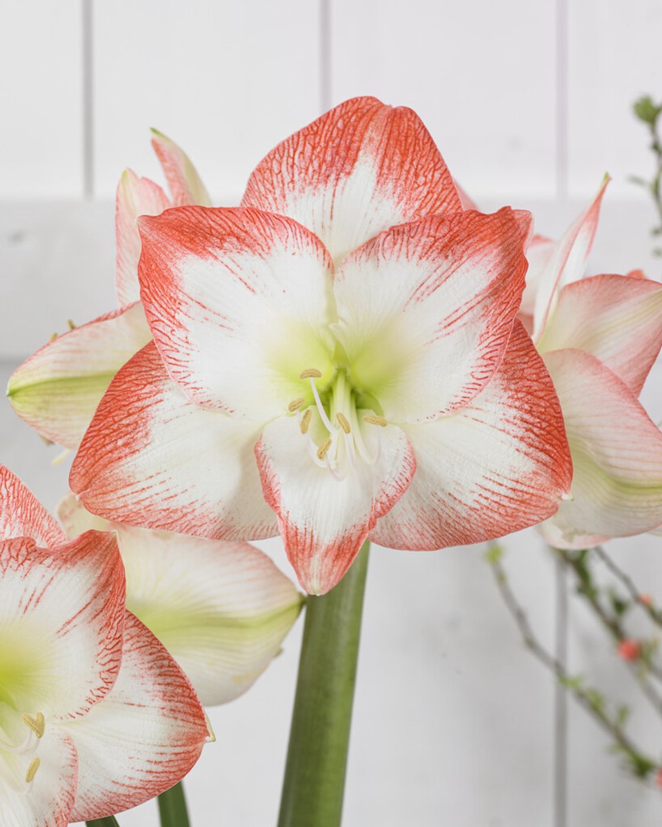 Amaryllis Sofia | 1 stuk | Hippeastrum | Bloembol