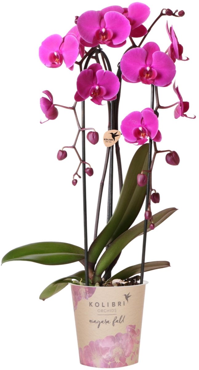 Kolibri Orchids | Paarse phalaenopsis orchidee | Freeride | bloeiende kamerplant