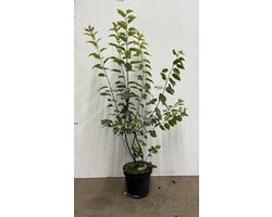 Wegedoorn 80-100 cm (in pot) - Rhamnus cathartica - Ø26 cm - decoratieve bessen - natuurlijke afweer - dichte erfafscheidingen