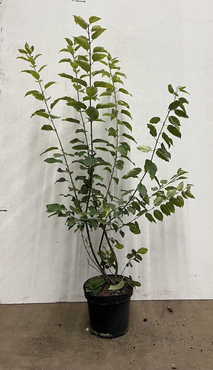 Wegedoorn 80-100 cm (in pot) - Rhamnus cathartica - Ø26 cm - inheemse plant - trekt vogels en insecten aan - onderhoudsarm