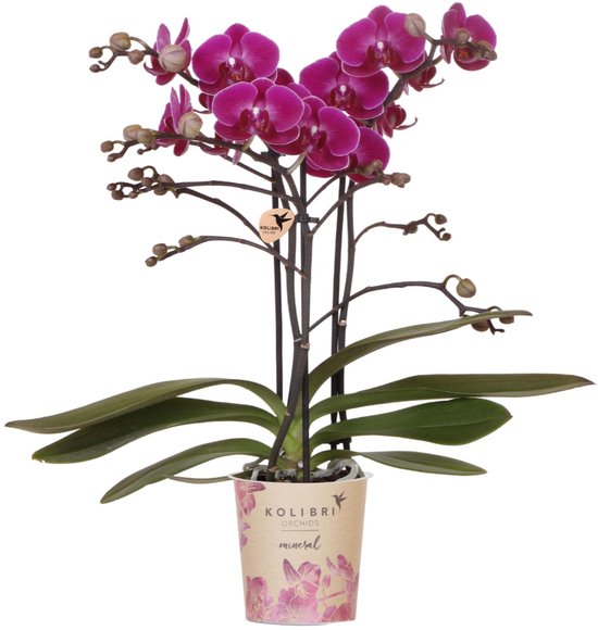Kolibri Orchids | Paarse phalaenopsis orchidee - Morelia - potmaat Ø9cm | bloeiende kamerplant - vers van de kweker