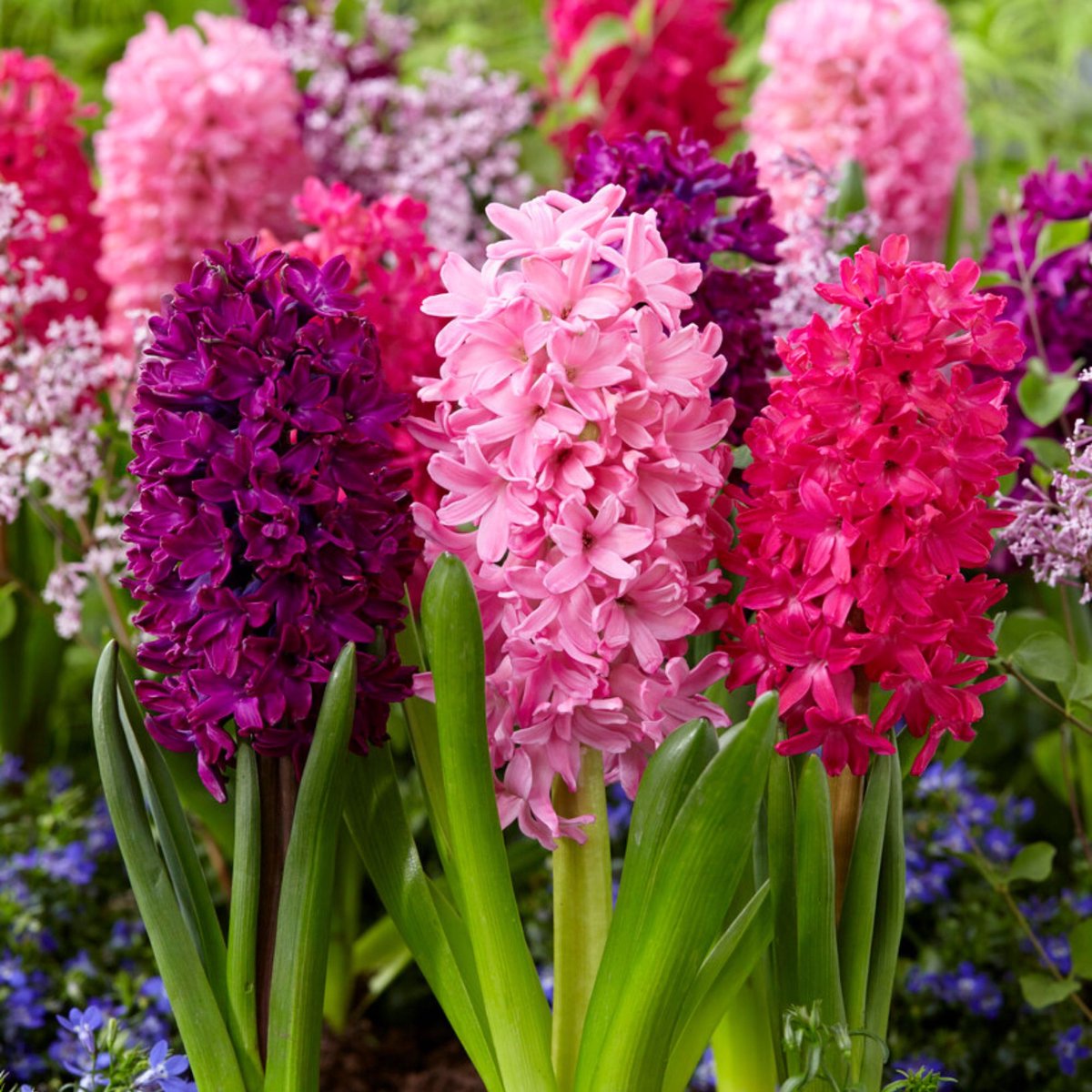 Hyacint (Hyacinthus orientalis) - Red Dream Mix - hus - Geurend - Snijbloemen - Voorjaarsbollen - bloeit in April