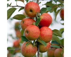Plants Online BV - Planten - Tuinplanten - Heesters - Set van 1 - Handappel 'Elstar'