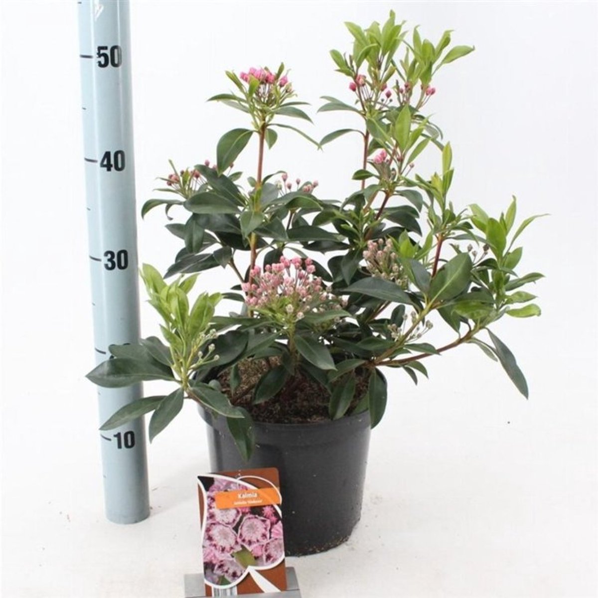 Plants Online - Tuinplanten - Heesters - Set van 1 - Kalmia latifolia 'Ginkona' C4 25-30 cm