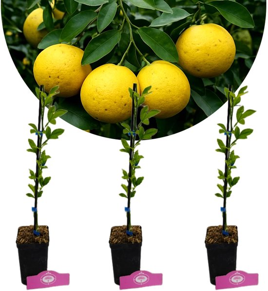 Set van 3 Swingle Citroen - Citrus citrumelo - Winterhard - H40cm - 9cm pot