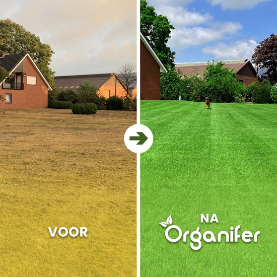 Voor en na foto van een gazon: links een droog, bruin grasveld, rechts een levendig, groen gazon met een hond.