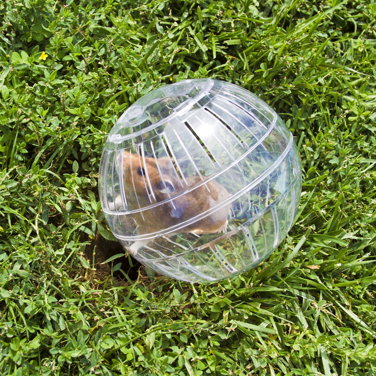 Is een Hamsterbal goed? - De Russische Dwerghamster Is een Hamsterbal goed? - De Russische Dwerghamster