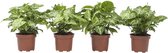 Syngonium Arrow - set van 4 stuks