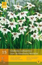 2 stuks 15 Gladiolus Callianthus Murielae
