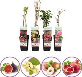 Exclusieve fruit mix - set van 4 fruitplanten: vijg, witte moerbei, hazelnoot, granaatappel - hoogte 50-60 cm