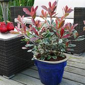 Photinia Fraseri 'Pink Marble' - Glansmispel roze - ↑ 30-40cm - Ø 19cm