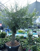 Olijfboom Olea stamhoogte 50 cm en boomhoogte 150 cm Redelijk Dikke...