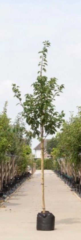 Japanse tuin ideeën + foto's van onze kleine Japanse tuin 15 Japanse sierkers Prunus serrulata Kanzan h 350 cm