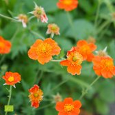 Geum Coccineum 'Borisii' - Nagelkruid - Oranje - ↑ 25-35cm - Ø 12,5cm