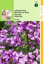 2 stuks Hortitops Lunaria Annua Biennis Violet Judaspenning