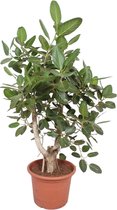 NatureNest - Wurgvijg vertakt - Ficus Benghalensis - 1 Stuk - 170cm