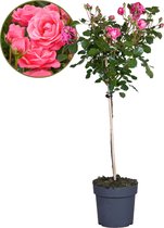 Plant in a Box - Rosa Palace Topkapi - Stamroos meerjarig winterhard - Pot 19cm - Hoogte 80-100cm