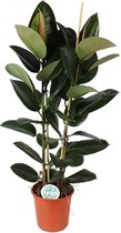 Ficus Elastica Robusta - Rubberboom Ø24cm 110cm - Verse Kamerplant, Direct van de Nederlandse Kweker
